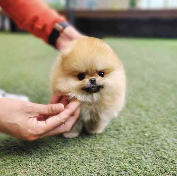 Pomeranian puppy  - foto 2
