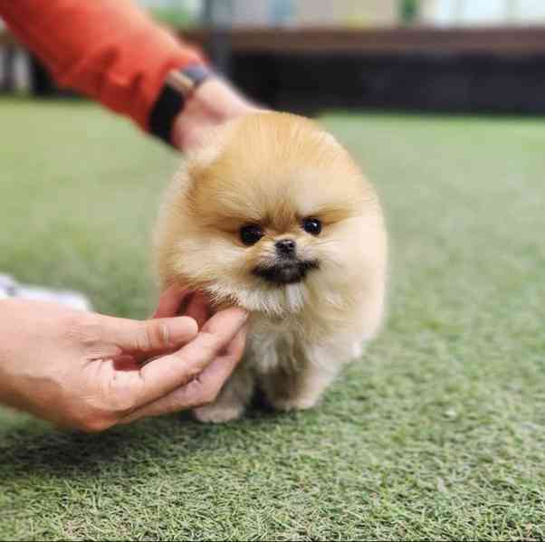 Pomeranian puppy  - foto 1