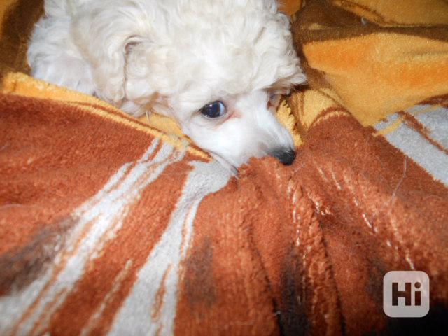 pudl trpasličí - foto 1