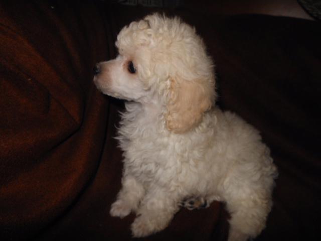 pudl trpasličí - foto 2