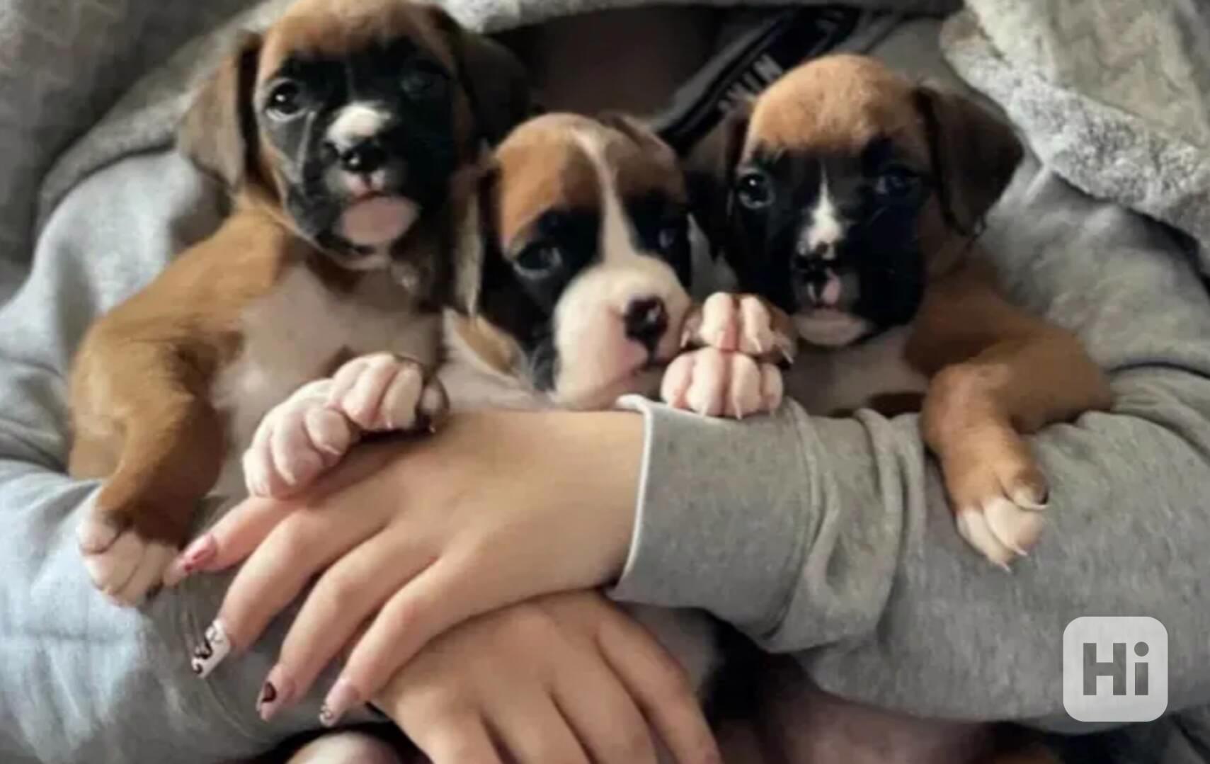 Rozkošná štěňata boxera - foto 1