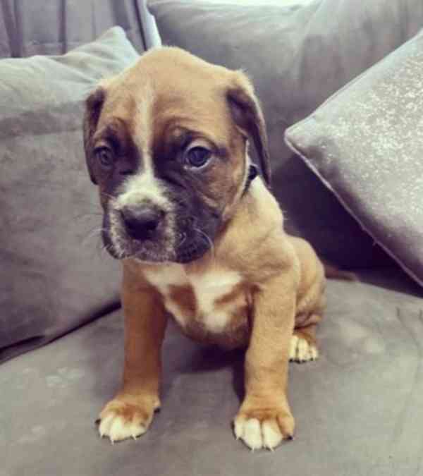 Rozkošná štěňata boxera - foto 4