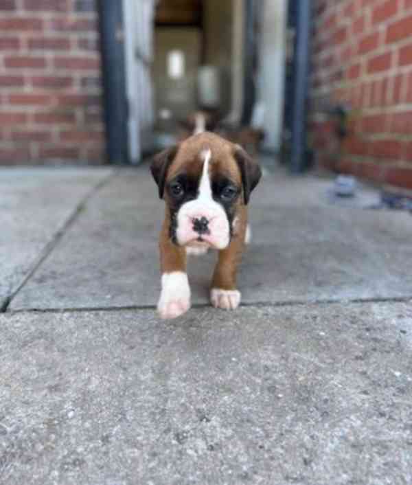 Rozkošná štěňata boxera - foto 3