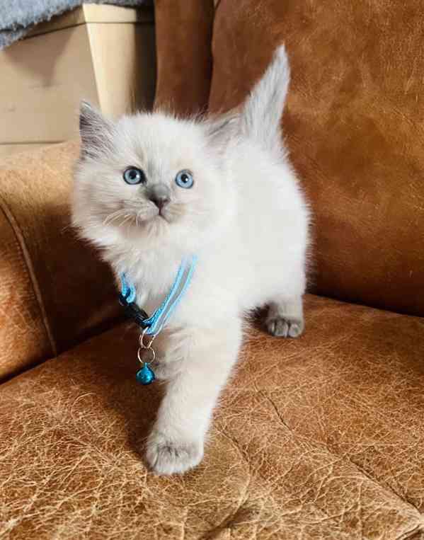 Okouzlující koťátka plemene Ragdoll potřebují novou rodinu - foto 2