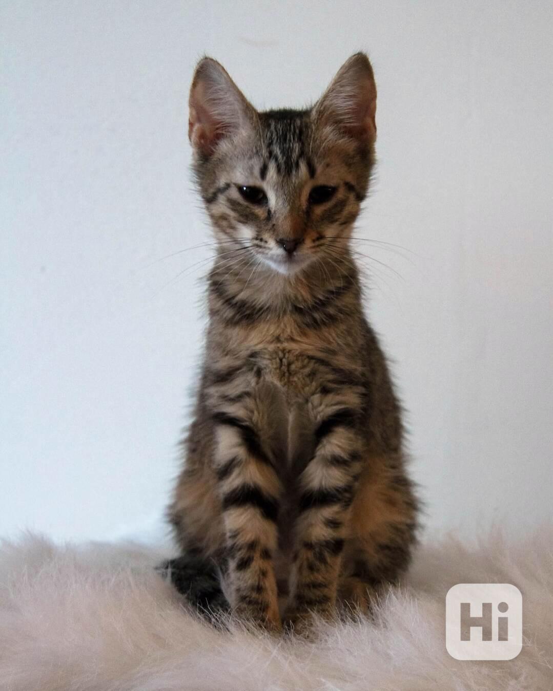 Prodám koťátko evropské krátkosrsté šelmy - foto 1