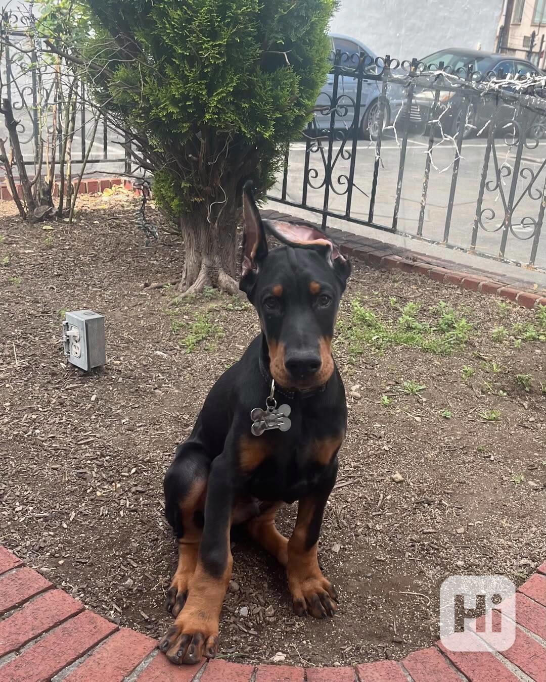 Štěně dobermana k ochraně. - foto 1