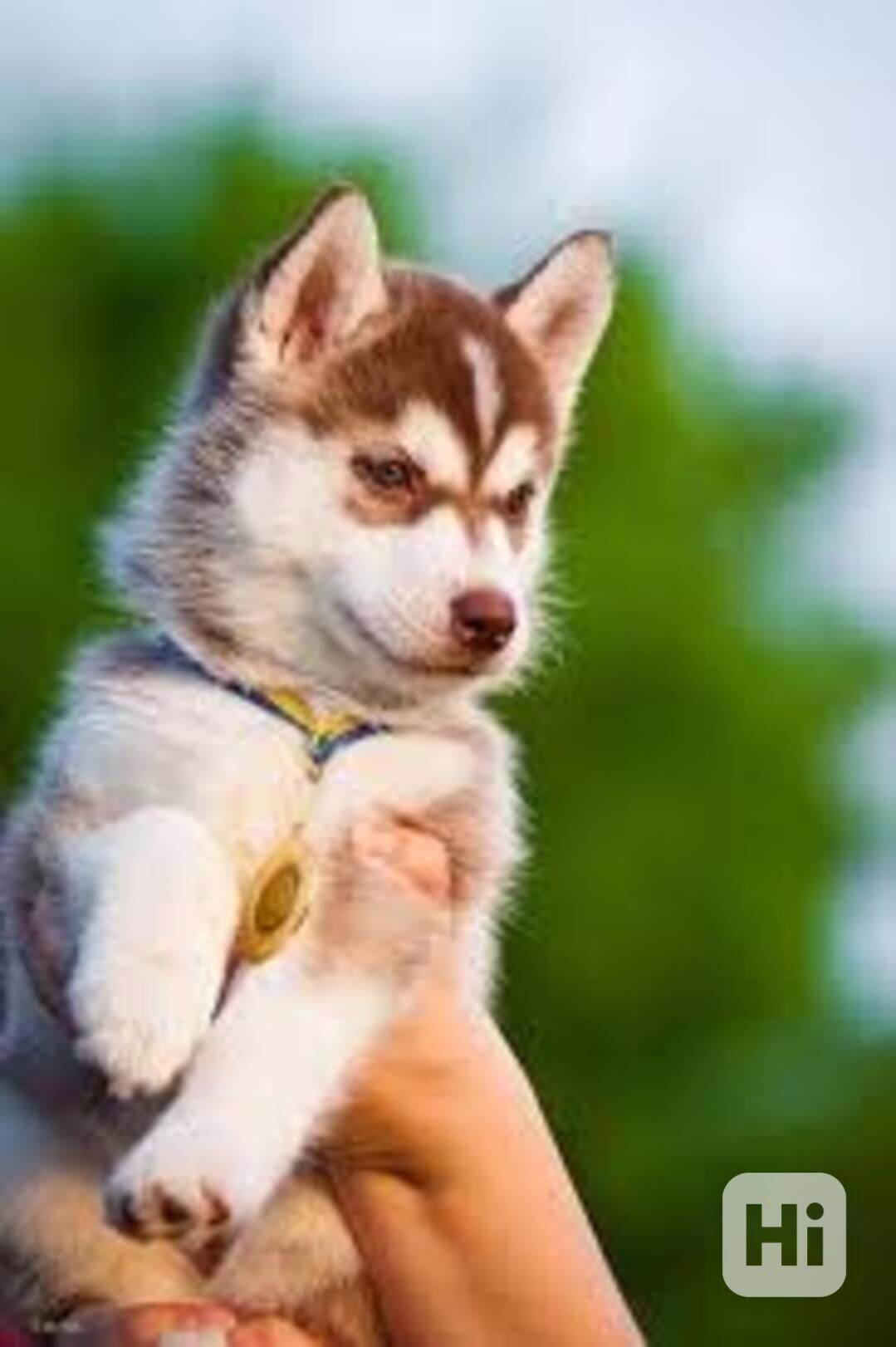  Rozkošná štěňata sibiřského huskyho k adopci.  - foto 1