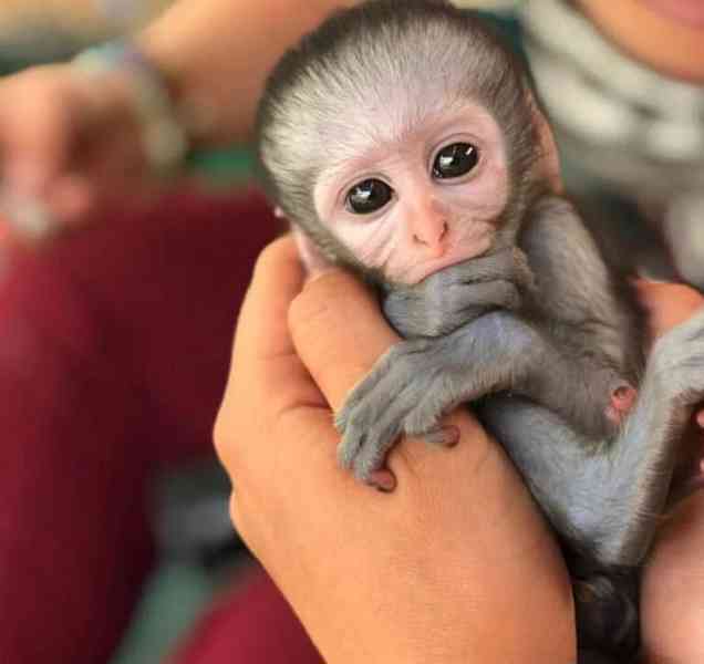 Mládě kapucínské opice k adopci, velmi roztomilé