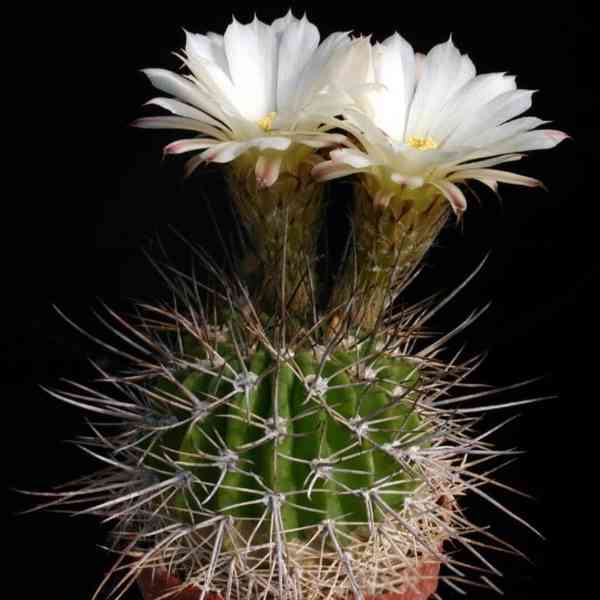 semena kaktus Acanthocalycium spiniflorum LF 42