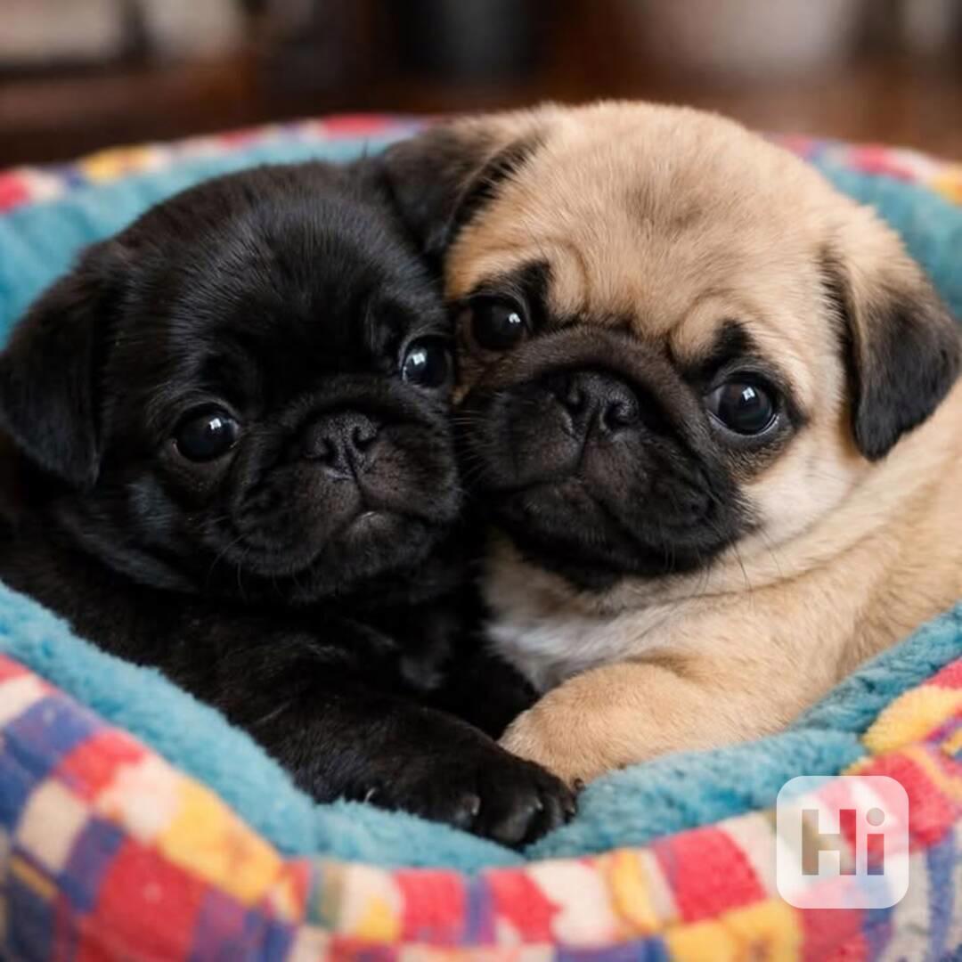 Nabízíme štěňátka Mops bez PP - foto 1