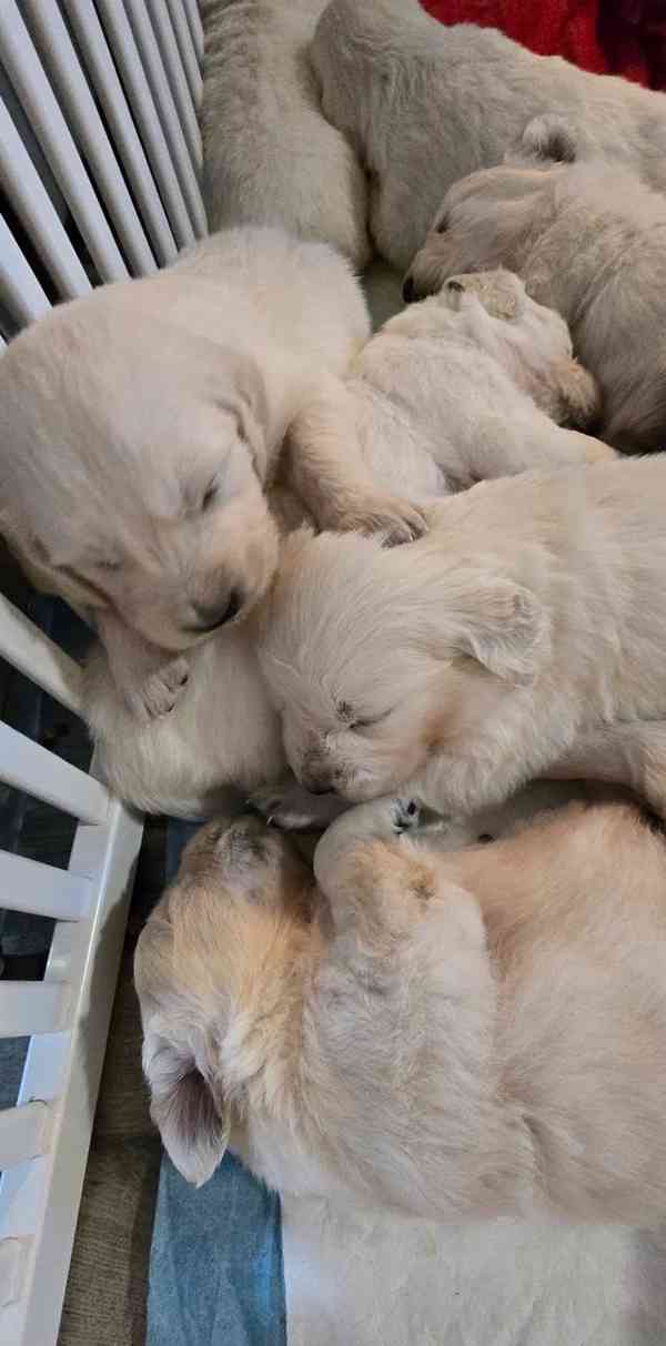 Štěně bílého zlatého retrívra - foto 5