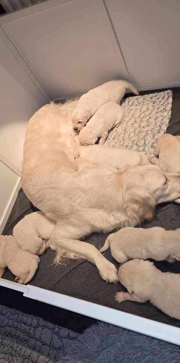 Štěně bílého zlatého retrívra - foto 3