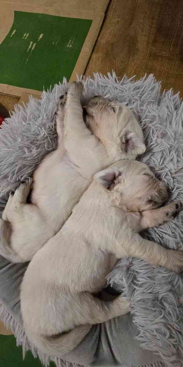 Štěně bílého zlatého retrívra - foto 2