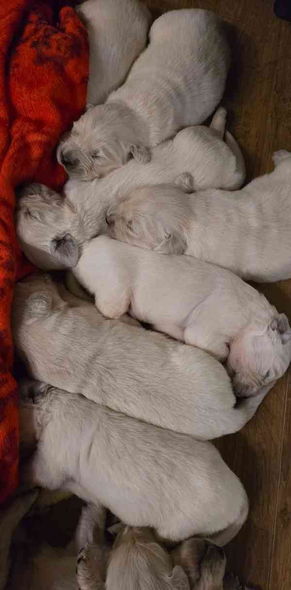 Štěně bílého zlatého retrívra - foto 4