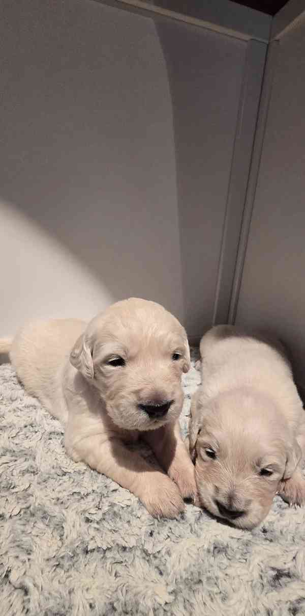 Štěně bílého zlatého retrívra - foto 1