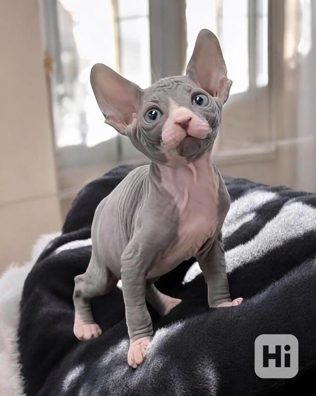 Krásná koťátka sphynxe - foto 1
