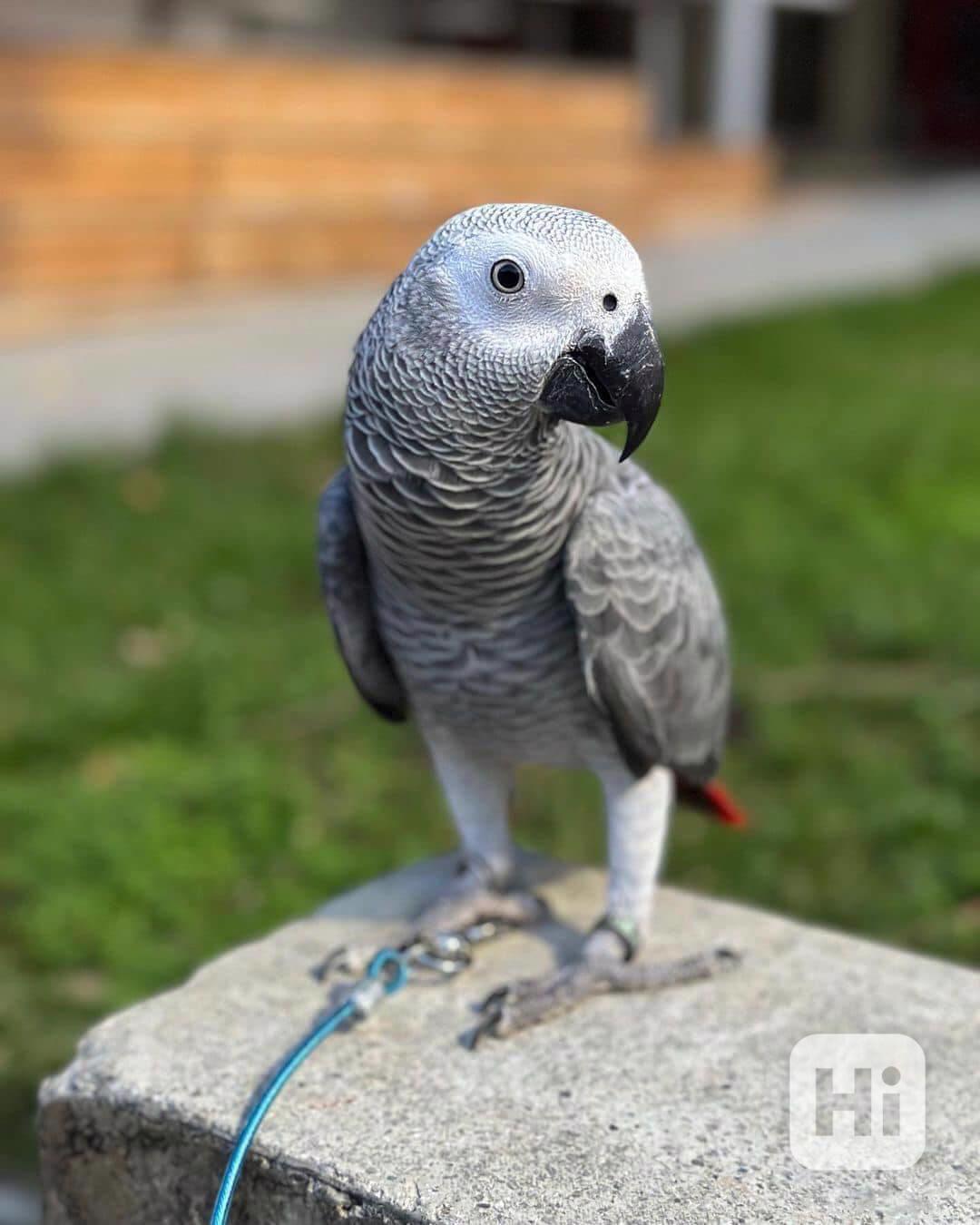 K dispozici jsou krásní afričtí šedí papoušci - foto 1