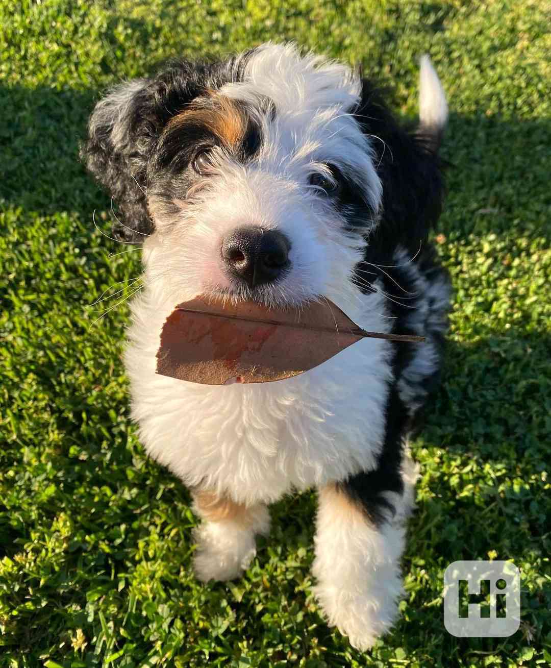 Bernedoodle  - foto 1