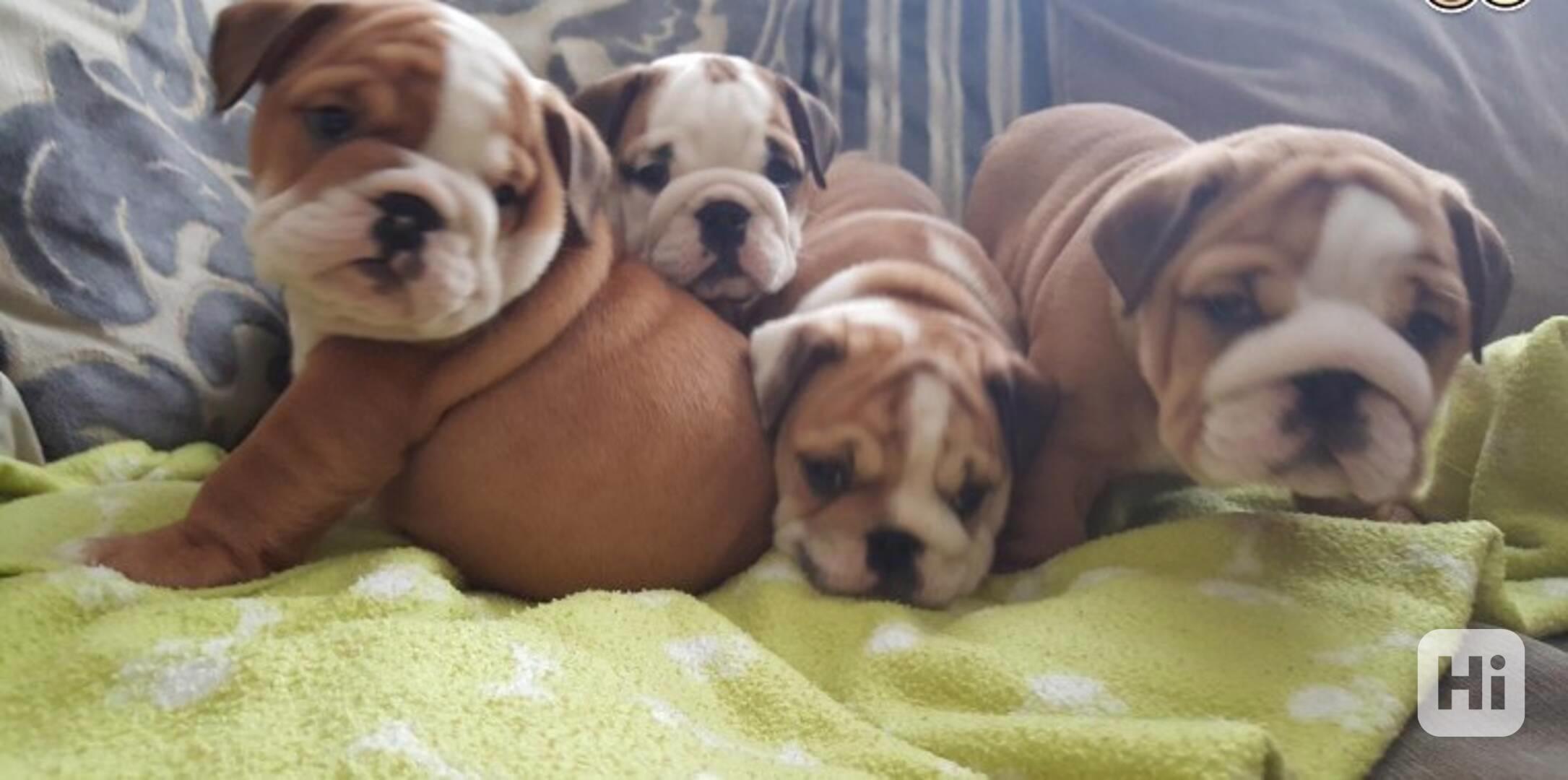 Štěňata anglického buldoka, samec a samice Meredith. - foto 1
