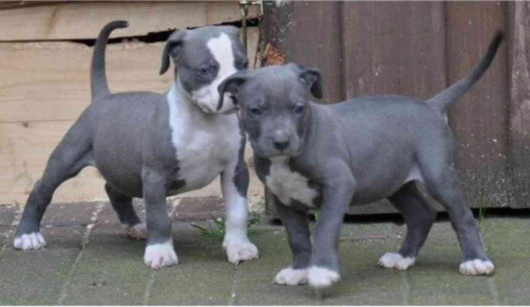 Štěňata amerického blue-line pitbulteriéra (fenka/pes) - foto 1