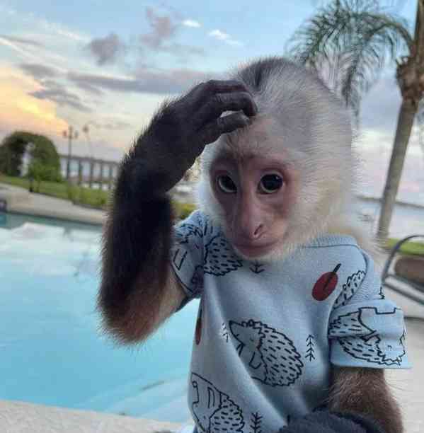 Zdarma Dítě kapucínské opice k adopci nyní zdarma   - foto 1