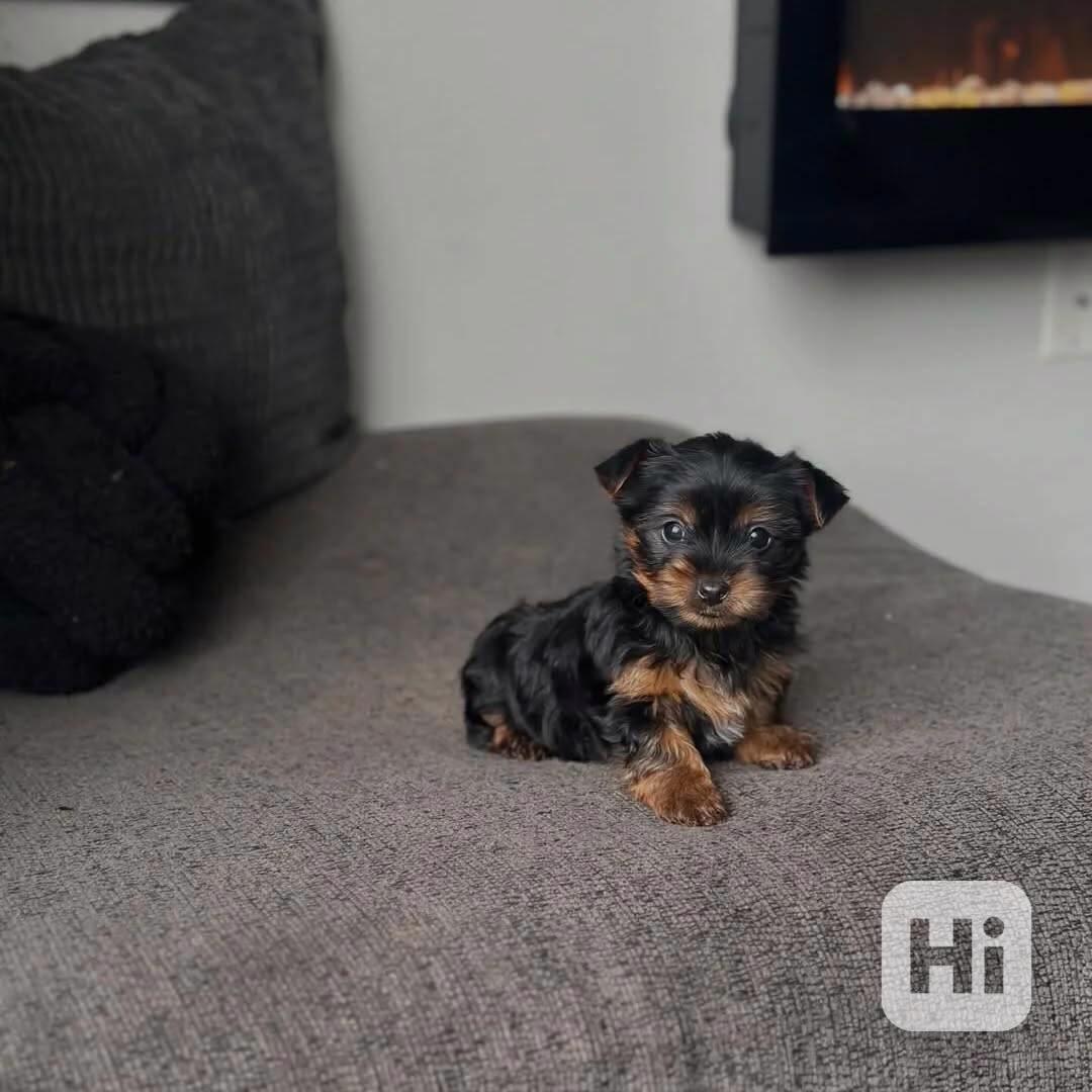 Yorkie Terrier puppy  - foto 1