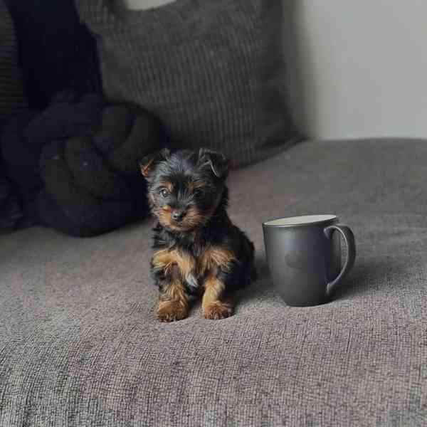 Yorkie Terrier puppy  - foto 2