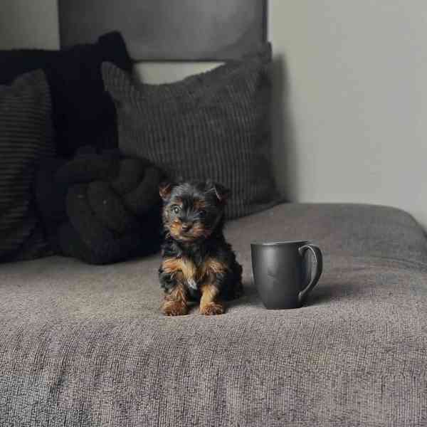 Yorkie Terrier puppy  - foto 3