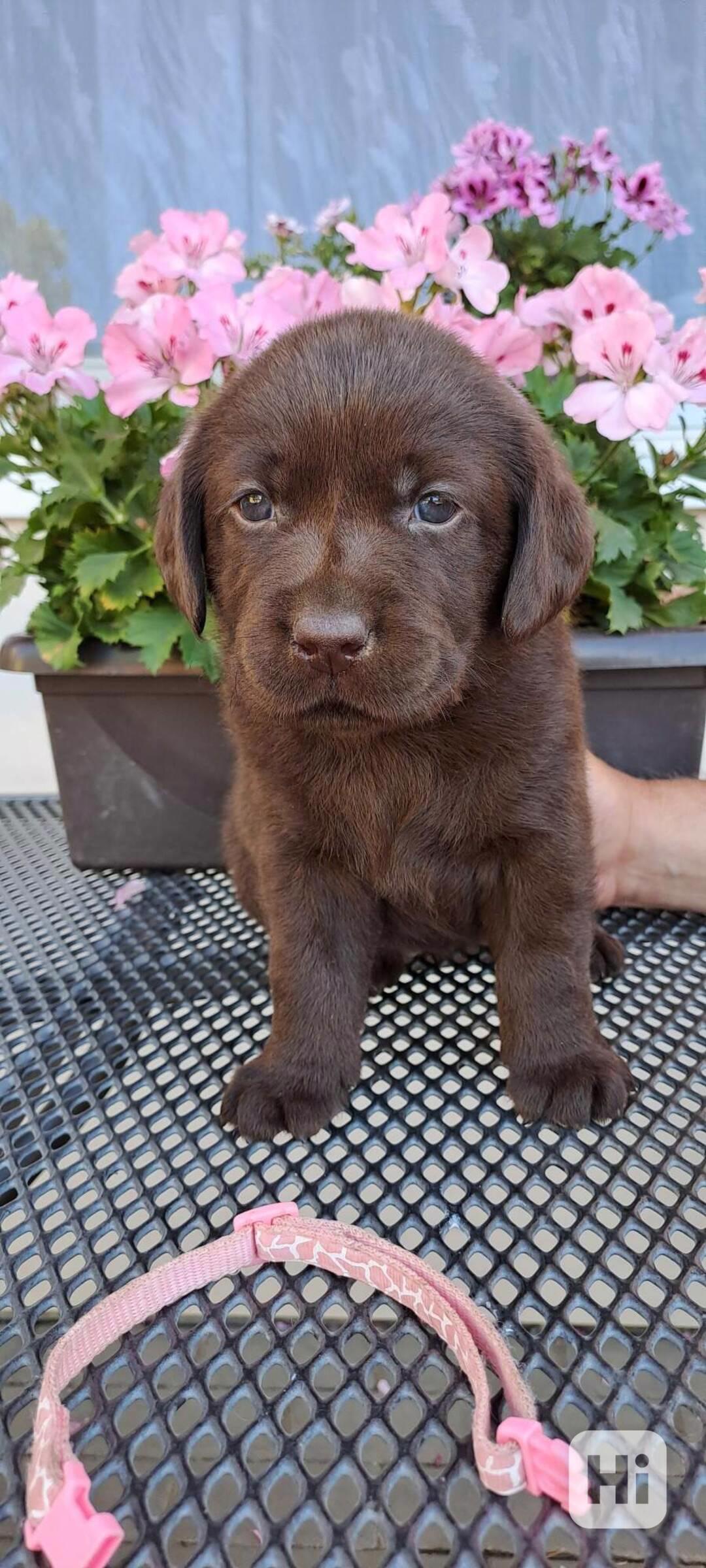 Čokoládová štěňátka labradora s PP - foto 1
