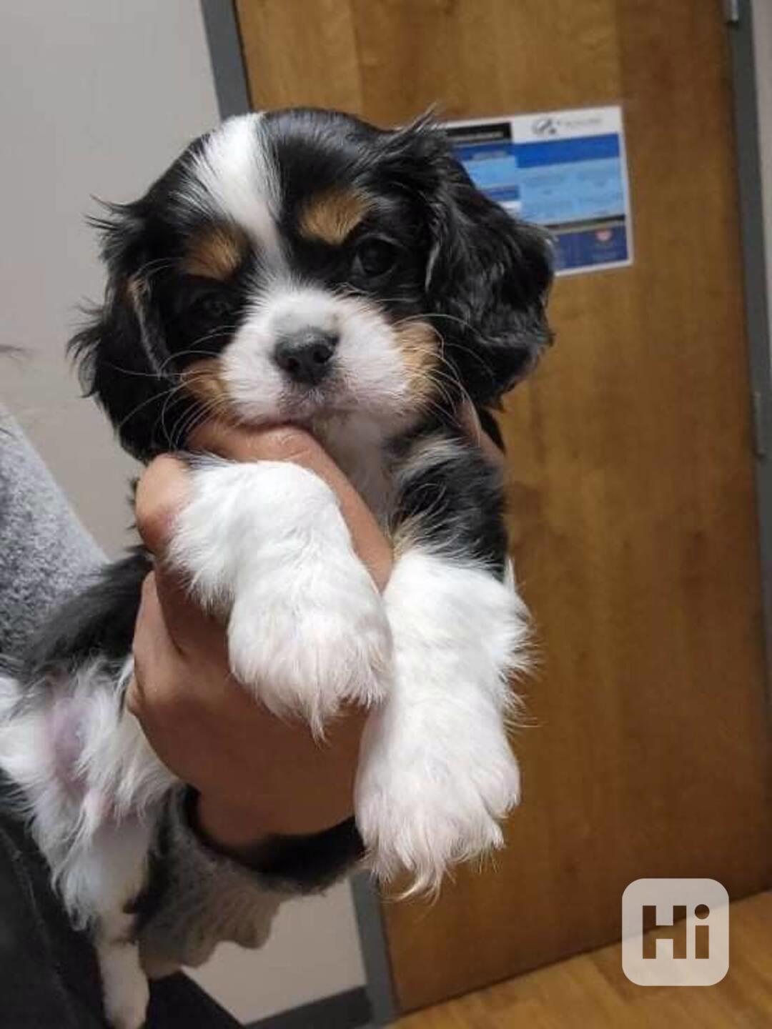 kavalír king charles španěl štěňata - foto 1