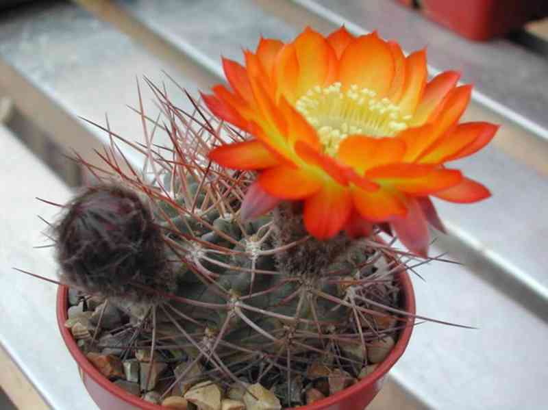 kaktus Acanthocalycium aurantiacum R148