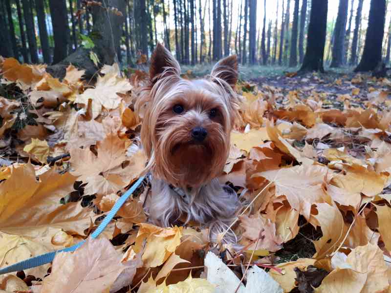 Jorkšírský teriér krytí, připuštění - foto 5