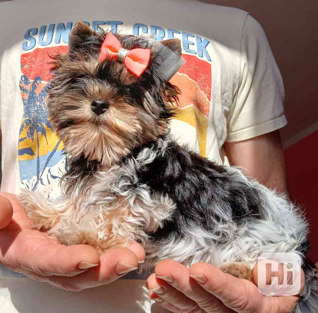 Biewer Jorkšír holčička  - foto 1