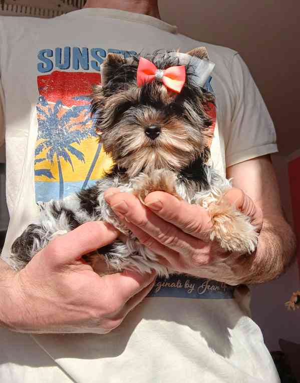 Biewer Jorkšír holčička  - foto 2