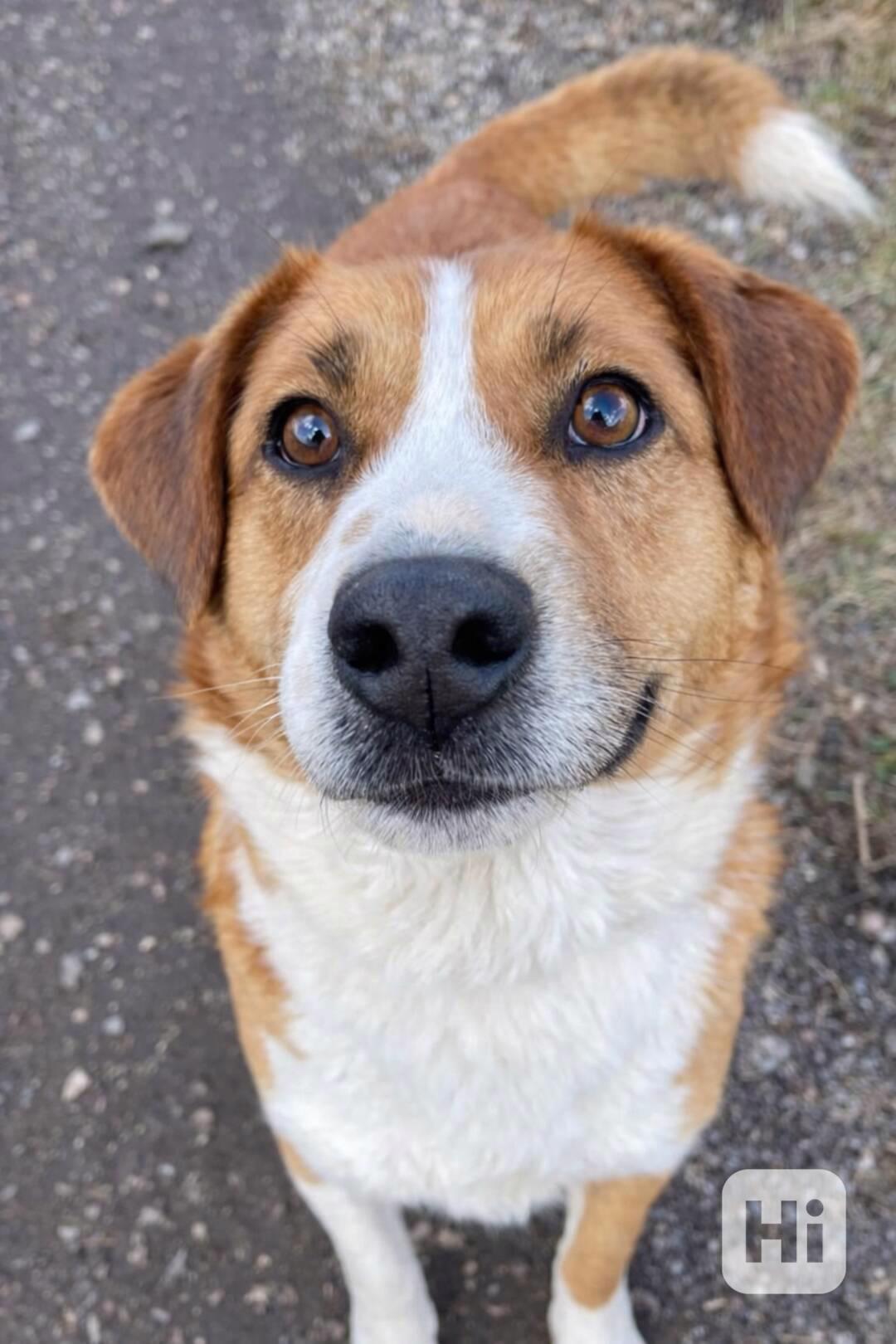 DOMINO - kastrovaný psík 6 let  - foto 1