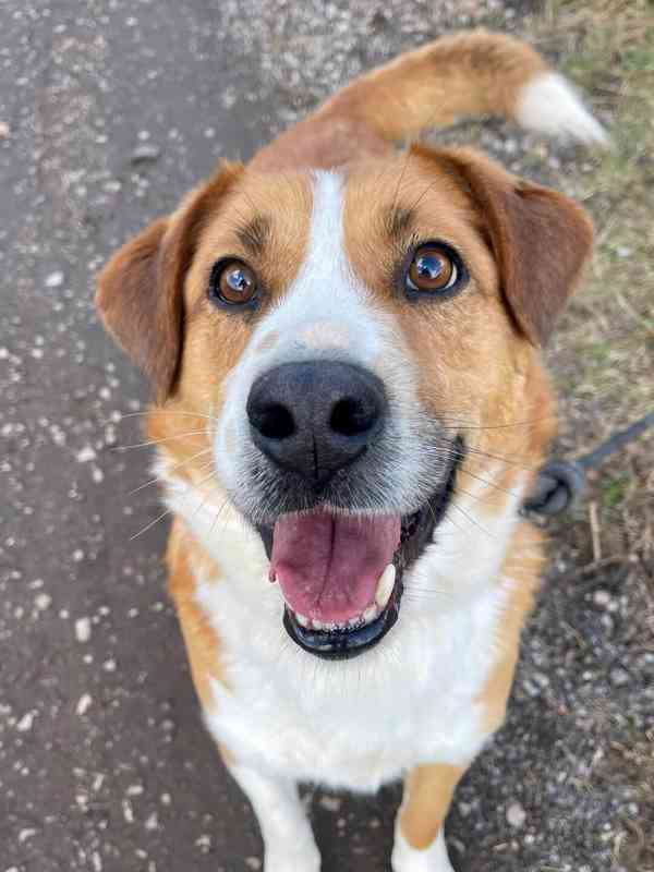 DOMINO - kastrovaný psík 6 let  - foto 2