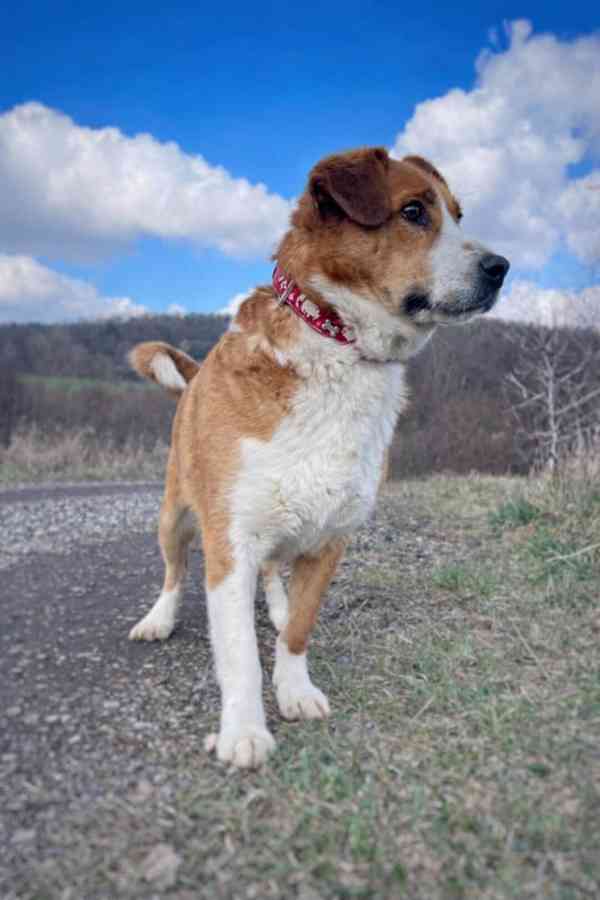 DOMINO - kastrovaný psík 6 let  - foto 4