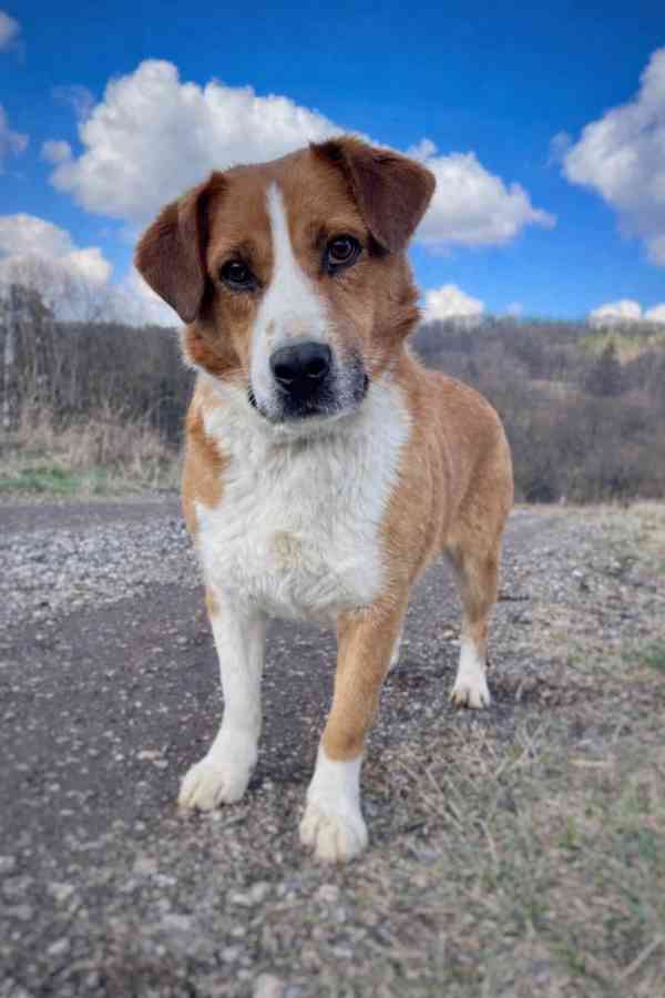 DOMINO - kastrovaný psík 6 let  - foto 3