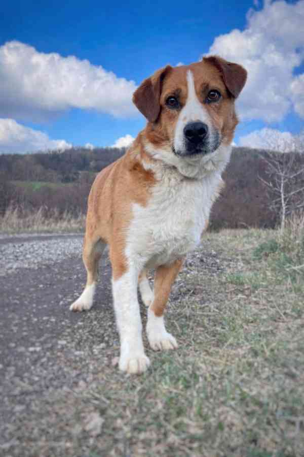 DOMINO - kastrovaný psík 6 let  - foto 5