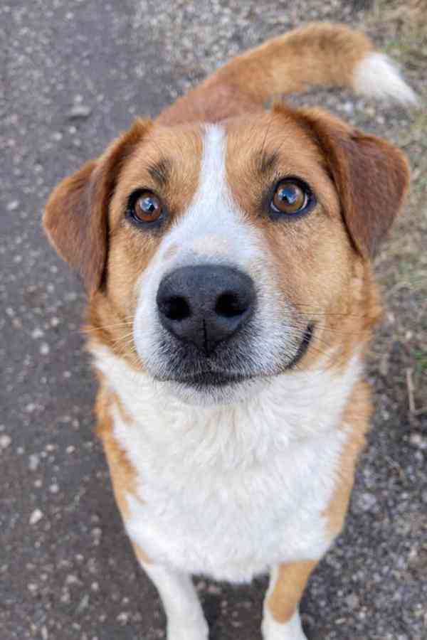 DOMINO - kastrovaný psík 6 let  - foto 1