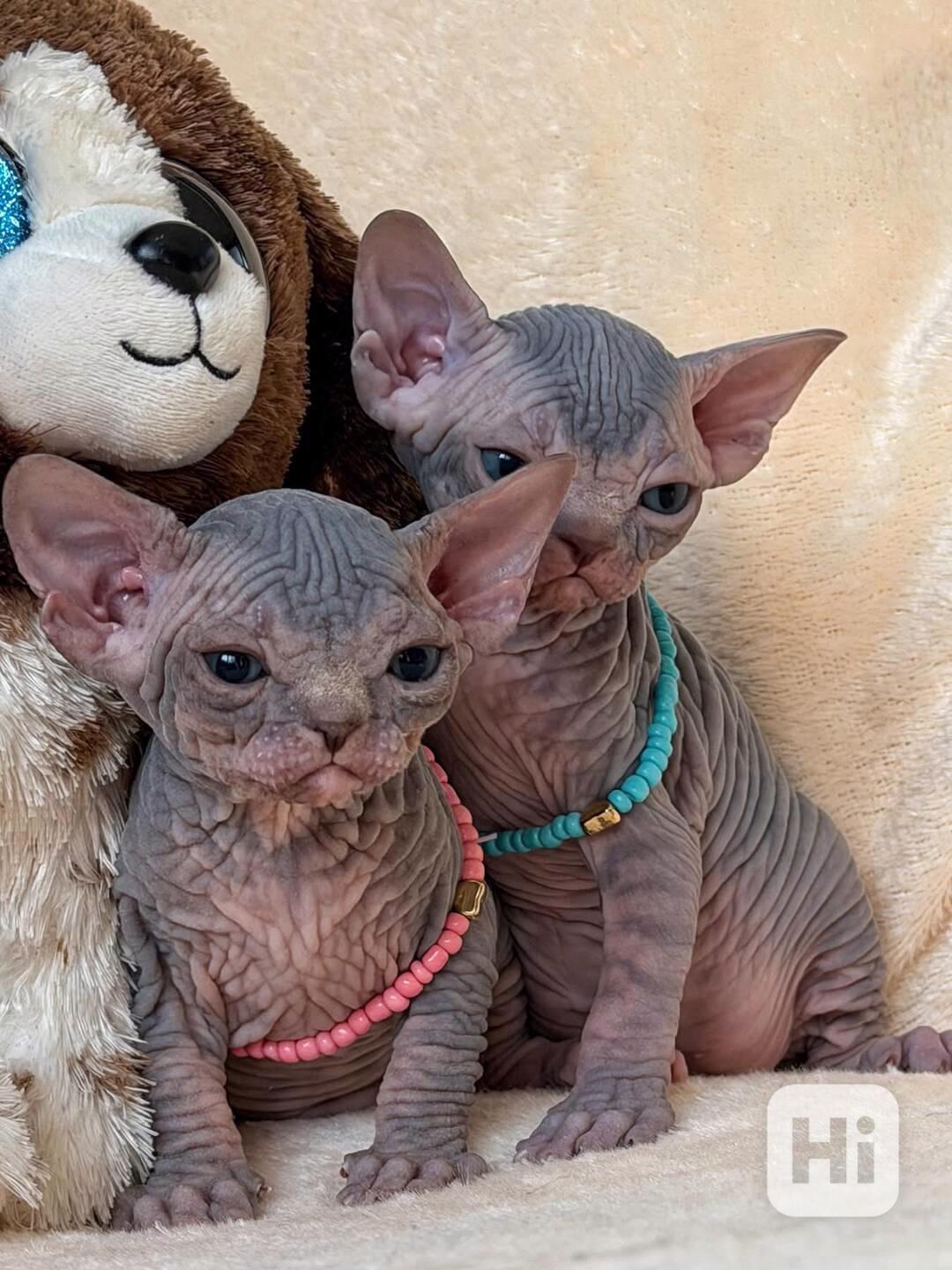 Koťata sphynxe  - foto 1