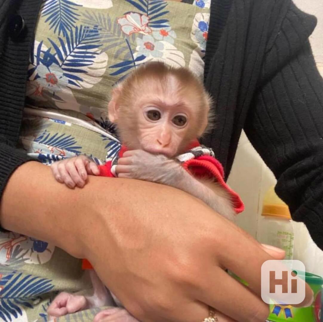 Rozkošný mladší opice Capuchin pro oživení. - foto 1