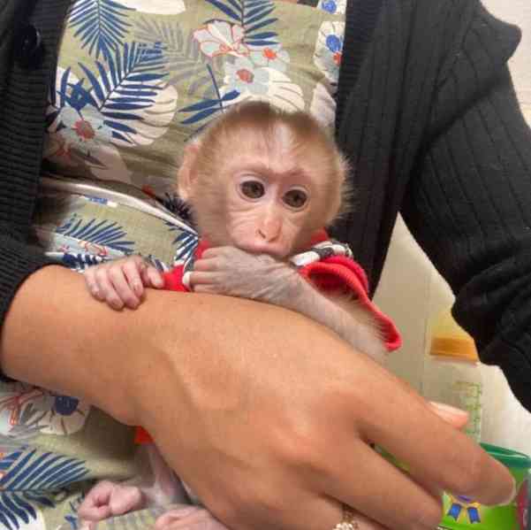 Rozkošný mladší opice Capuchin pro oživení. - foto 1