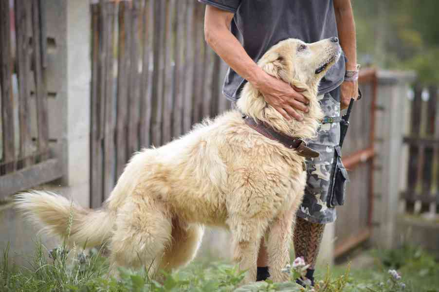Aron - x Pyrenejský horsá pes, mazlivý hodný kluk, 11 let - foto 3