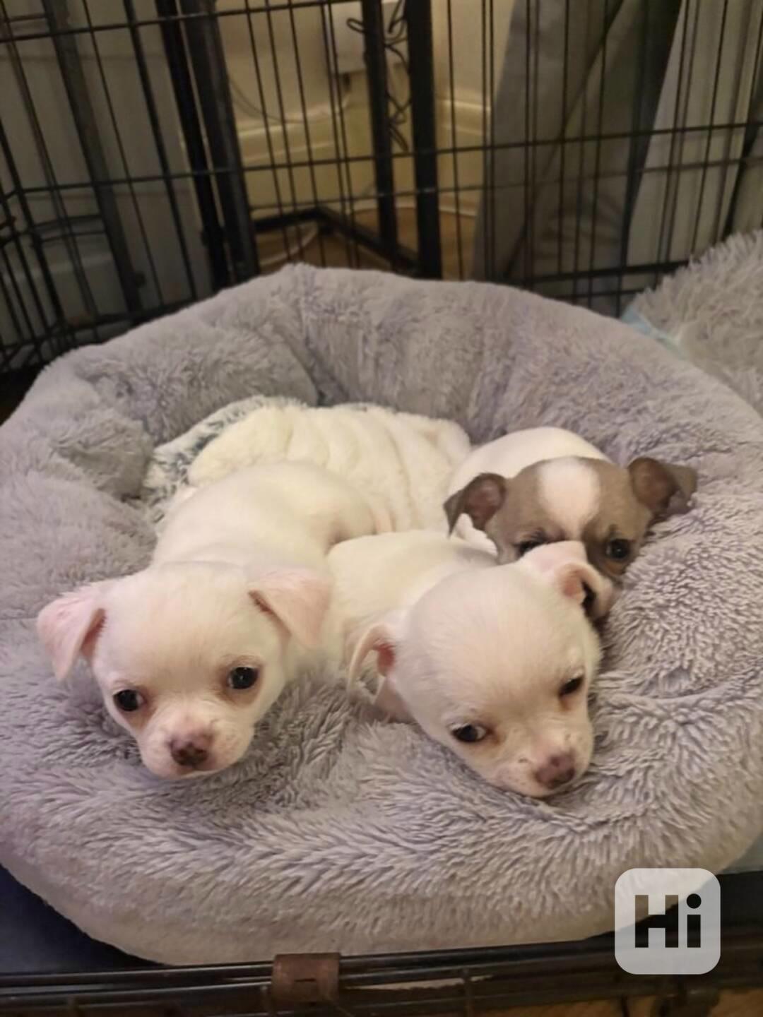 Čivava krásná štěňátka s PP FCI k odběru. - foto 1