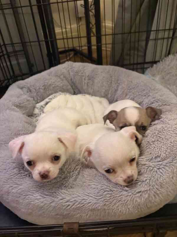 Čivava krásná štěňátka s PP FCI k odběru. - foto 1