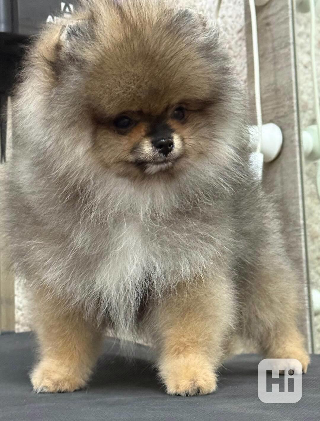 Prodáváme štěňata pomeranianů - foto 1