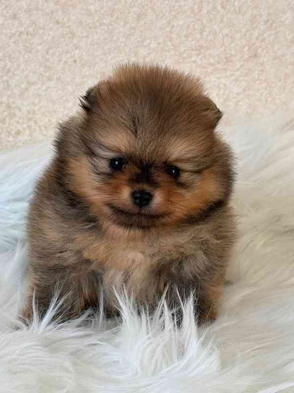 Prodáváme štěňata pomeranianů - foto 7