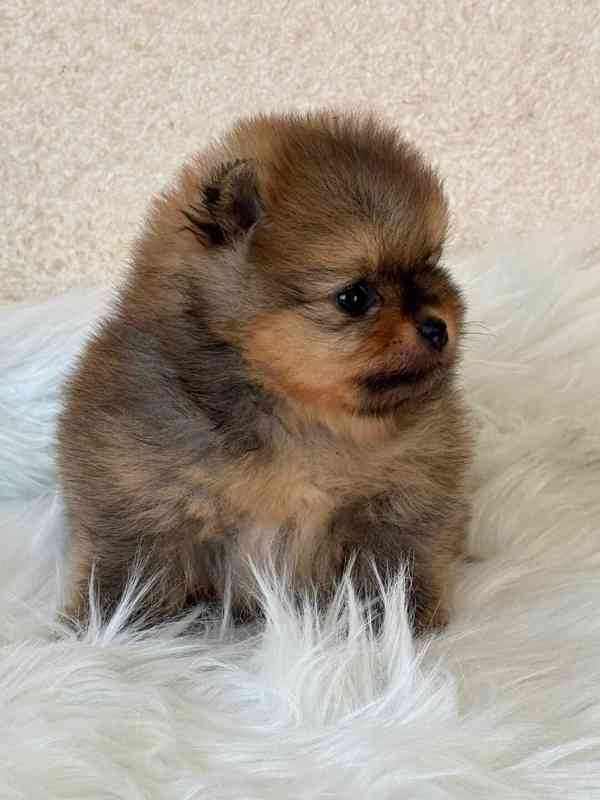 Prodáváme štěňata pomeranianů - foto 6