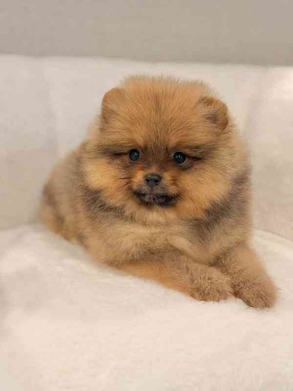Prodáváme štěňata pomeranianů - foto 4